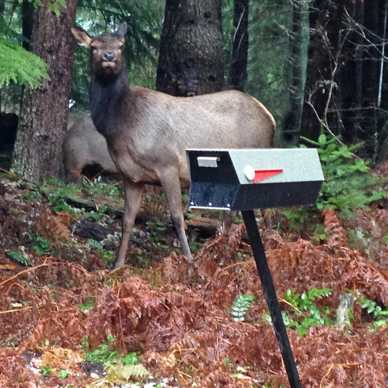 Modbox USA, Inc. ModboxUSA Mid-Century Modern Curbside Mailbox | Two Tone, Eucalyptus And Black 7 Modbox USA, Inc. ModboxUSA Mid-Century Modern Curbside Mailbox | Two Tone, Eucalyptus And Black - Image 5