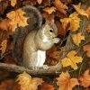 The-store Autumn Grey Squirrel By Daphne Baxter Flag Canvas House Size BDBA0388CHF 2 The-store Autumn Grey Squirrel By Daphne Baxter Flag Canvas House Size BDBA0388CHF -Mayne Store home design 491